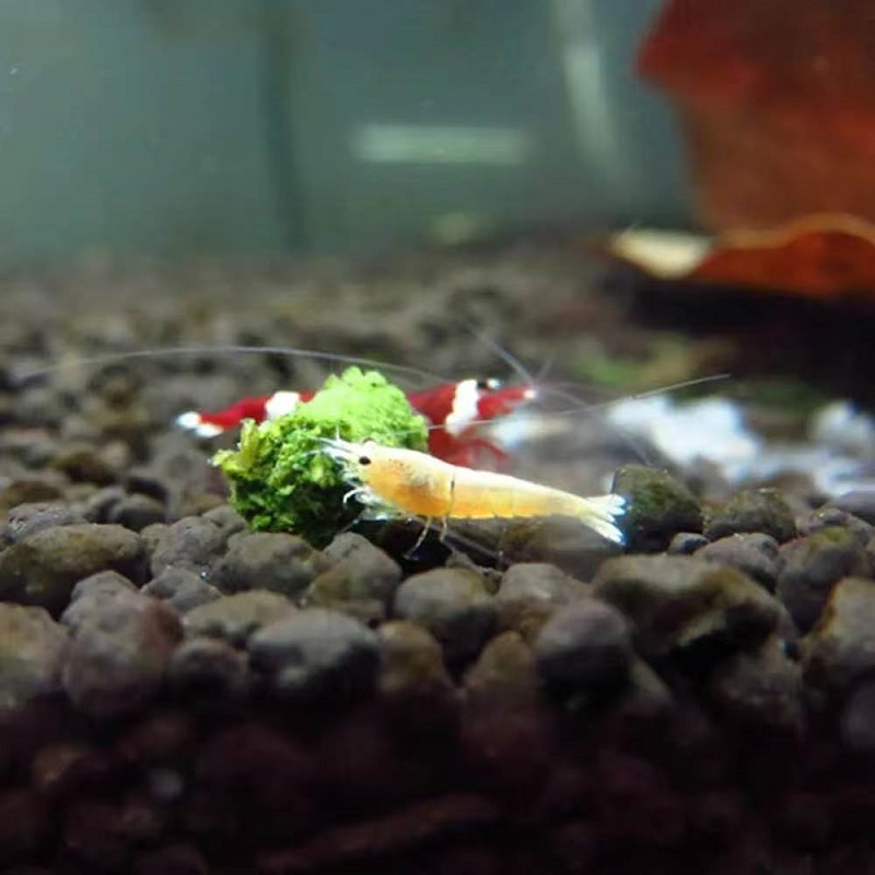 Aliment pour crevettes ornemen - Seaweed Snack avis et prix